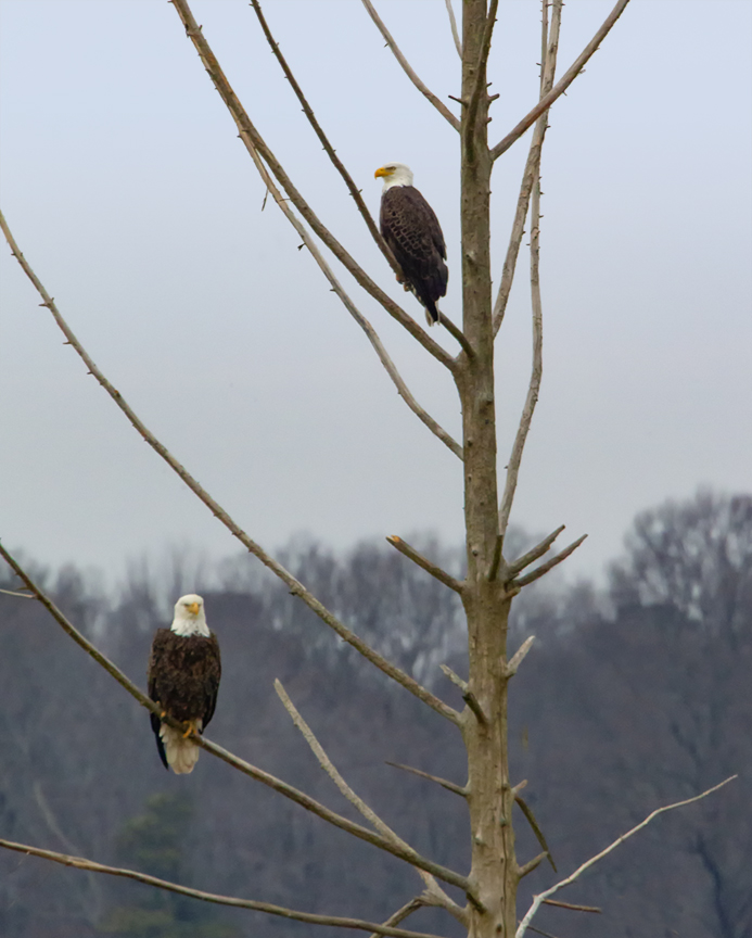 eagles_v4_bwr 12_18_400mm_1_4x__43g4290