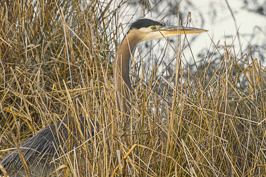 gbh_in_brush_v3_bwr_12_18_43g2599