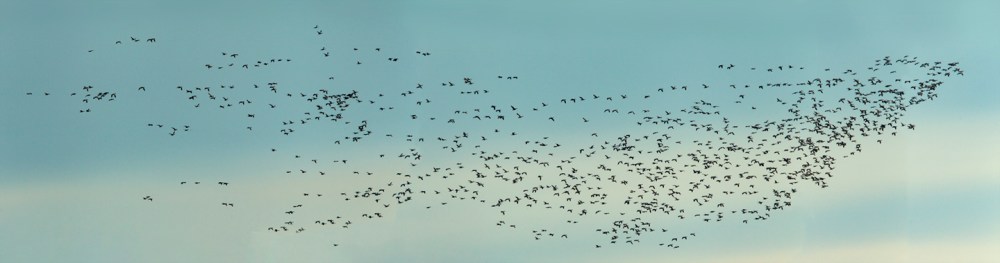 snow_geese_bwr_12_18_5img_pano_43_728mm_v2