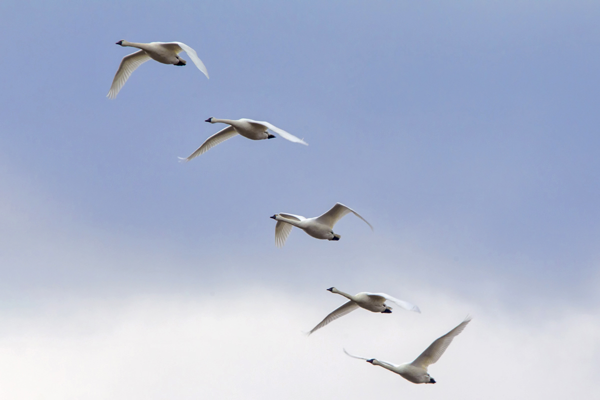tundra_swans_bwr_12_18_400mm_tc_v2_43g3591