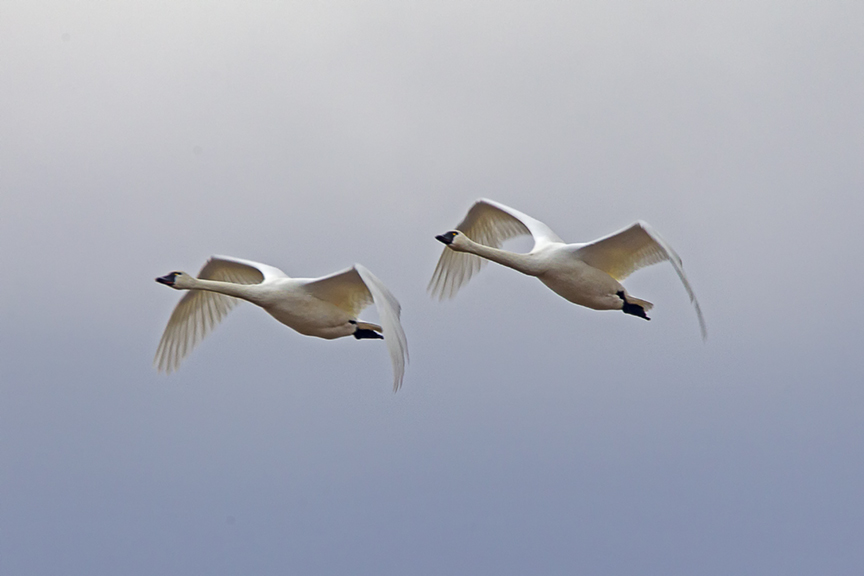 tundra_swans_bwr_12_18_v2_43g3581