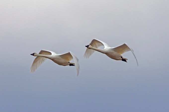 tundra_swans_bwr_12_18_v2_43g3581