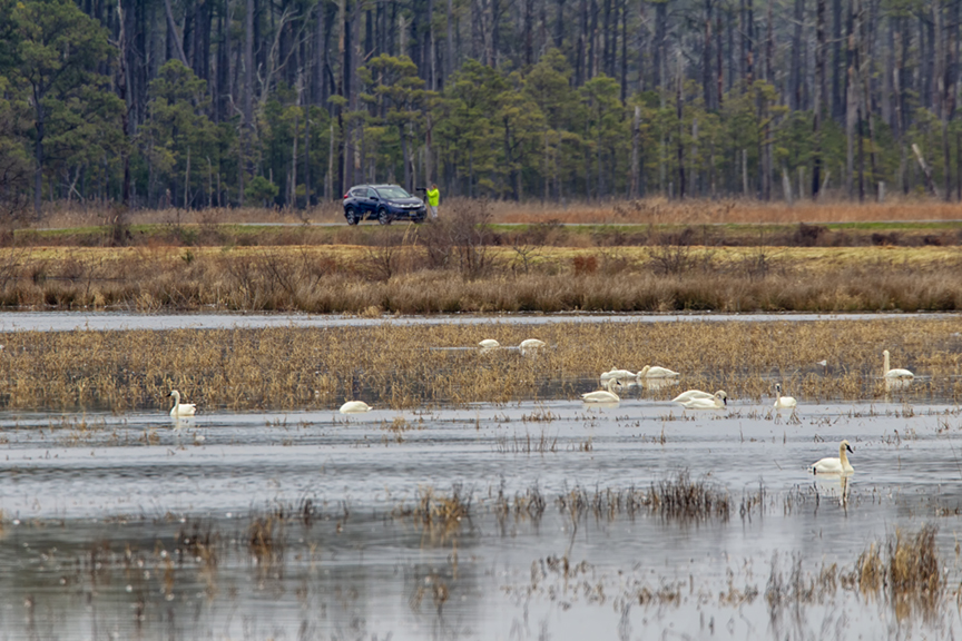 tundra_swans_photg_dist_v1_400mm_tc_43g3629
