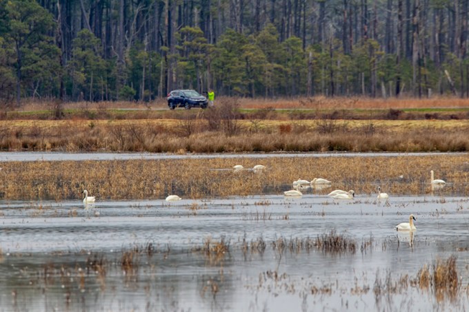 tundra_swans_photg_dist_v1_400mm_tc_43g3629