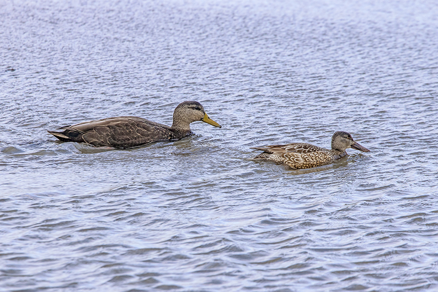 American_BLK_Duck_M_&amp; Northern Shoveler_Fem_v2_76A0995