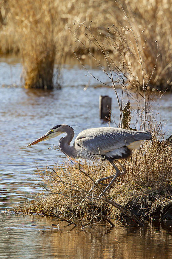 GBH_12_18_BWR_v3_43G1637