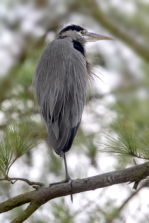 GBH_v2_Tree_BWR_12_18_400mm_43G3765
