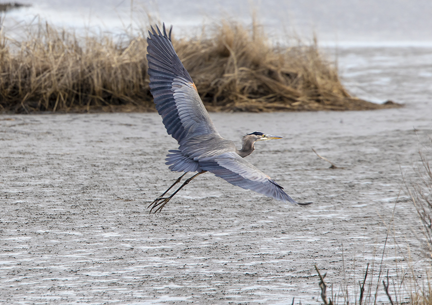 GBH_Winging_Away_v1_76A1626