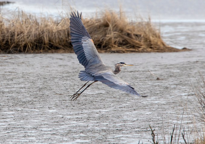 GBH_Winging_Away_v1_76A1626
