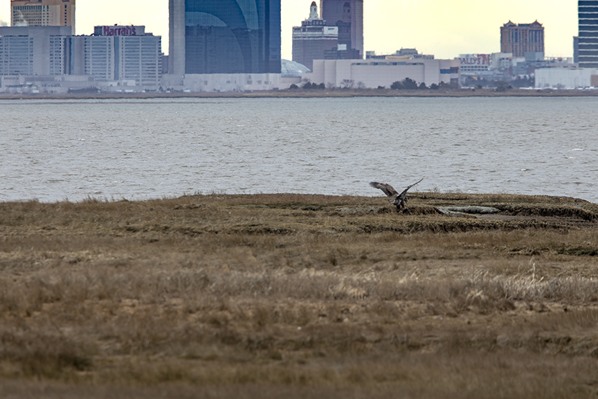 Immature Eagle_Atl_City Bkg_v1_76A3040