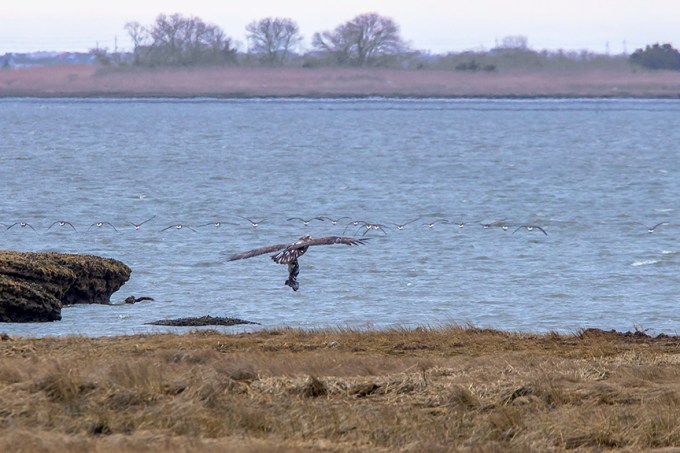Immature_Eagle_w_Duck_v1_76A2970