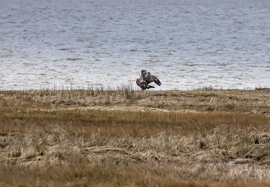 Immature_Eagle_w_duck_v1_76A2983