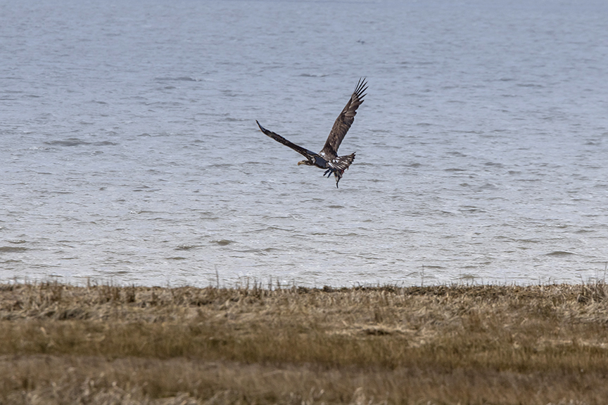 Immature_Eagle_w_duck_v1_76A2996