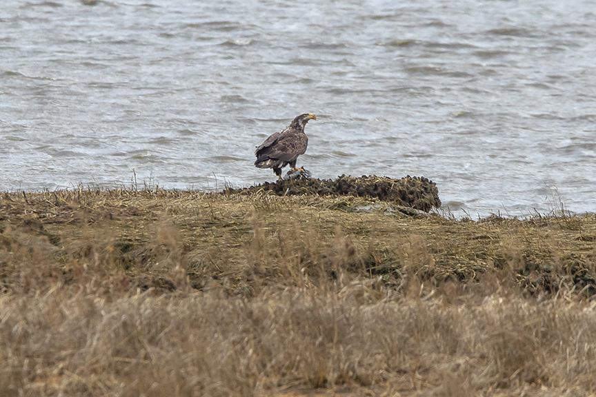 Immature_Eagle_w_Duck_v2_76A2890