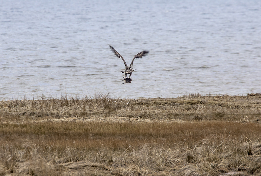 Immature_Eagle_w_duck_v2_76A2986