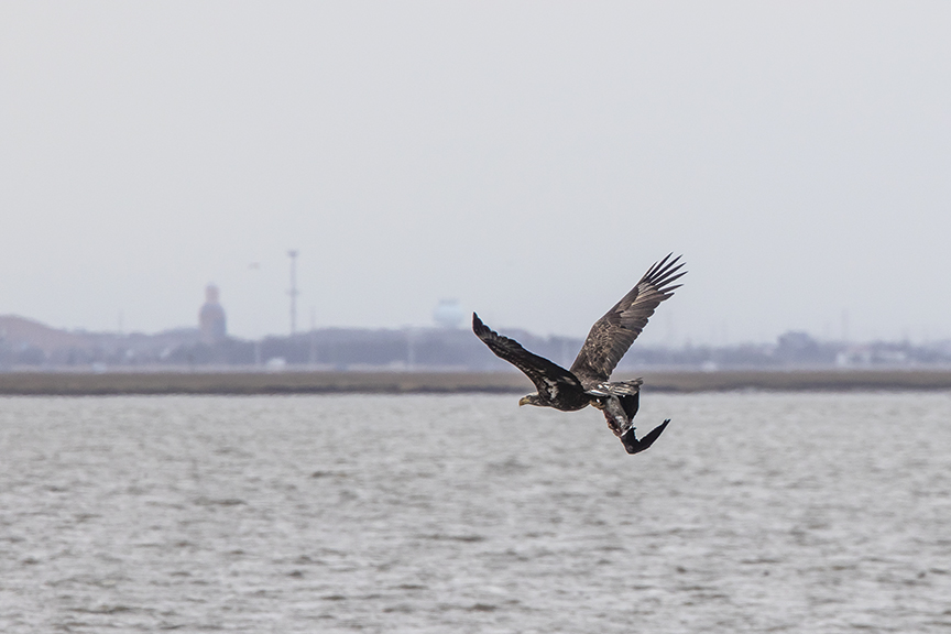 Immature_Eagle_w_prey_v1_Brig_2_19_76A2855