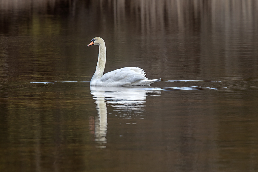 Mute_Swan_Brig_v1_2_14_76A0702