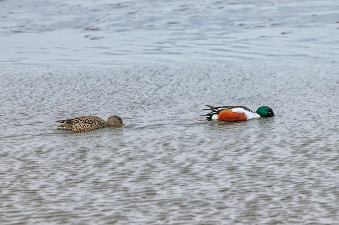 Northern_Shoveler_M&amp;F_Feeding_v1_76A1022