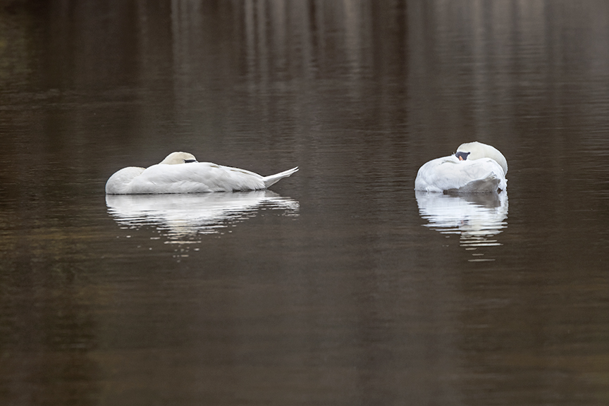 Sleeping_Mute_Swan_v5_Brig_2_18_76A0685