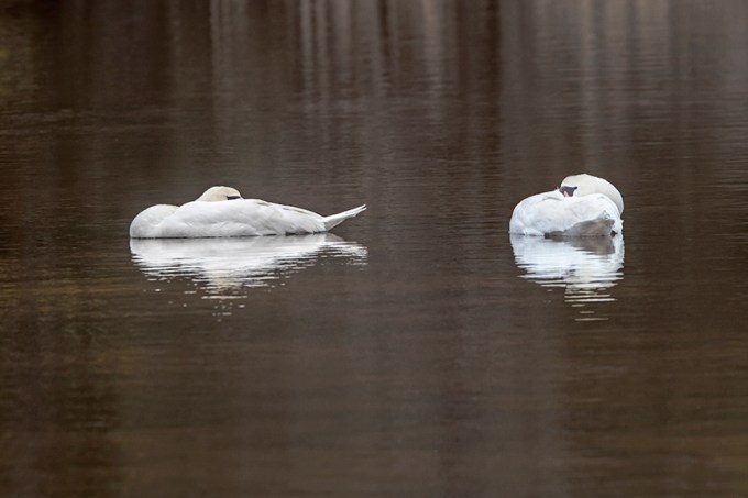 Sleeping_Mute_Swan_v5_Brig_2_18_76A0685