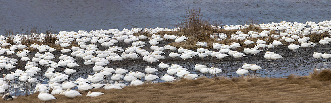 Sleeping_Snow_Geese_9img_pano