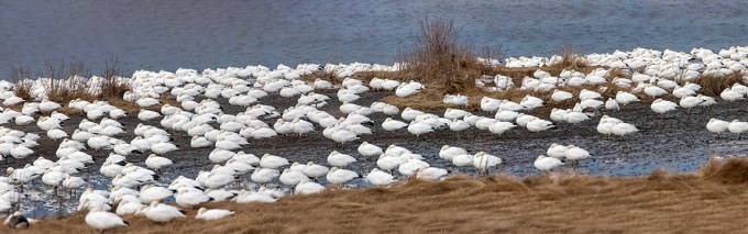 Sleeping_Snow_Geese_9img_pano