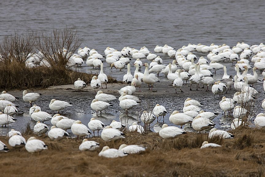 Snow_Geese_Frame_A_76A2571