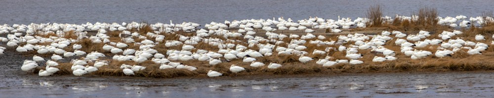 Brig_Snow_Geese_5img_pano_2_18 small