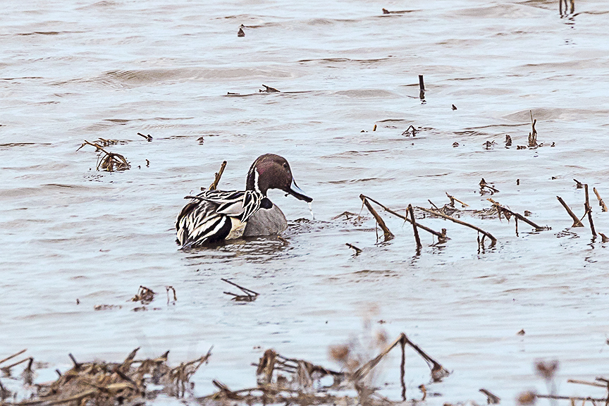 Northern_Pintail_Male_v3_Brig_2_19_76A2685