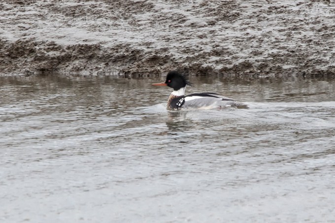 Red-breasted_Merganser_duck_v2_brig_2_19_76A3067