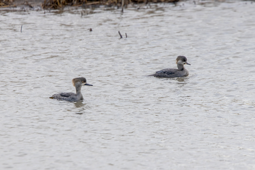 Red-breasted_Merganser_Ducks_v2_Brig_2_19_76A1080