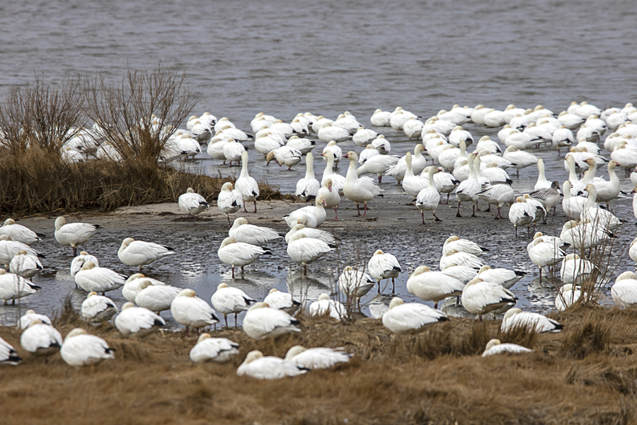 Snow_Geese_Frame_76A2571