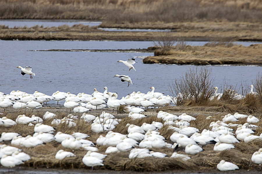 Snow_Geese_v2_Brig_76A2386
