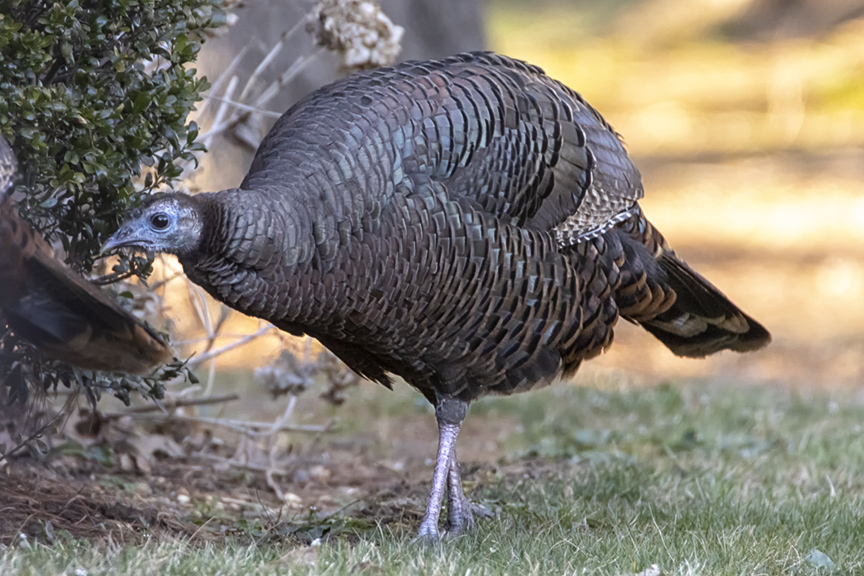 Turkey FM_600mm_2x_125_76A4973