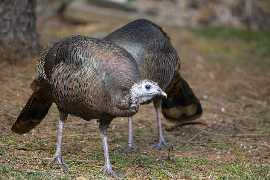 turkeys_600mm_76A4600