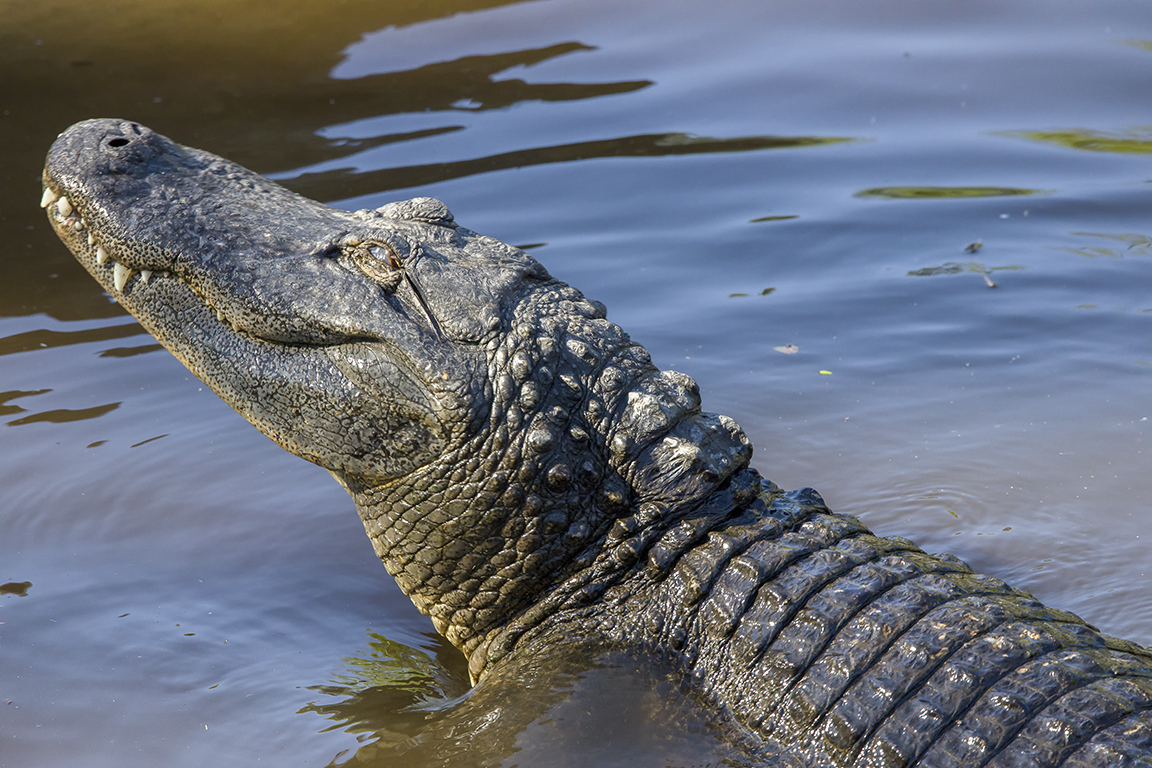Alligators_protect_nest_v1_AF_4_19_450mm_076A9590
