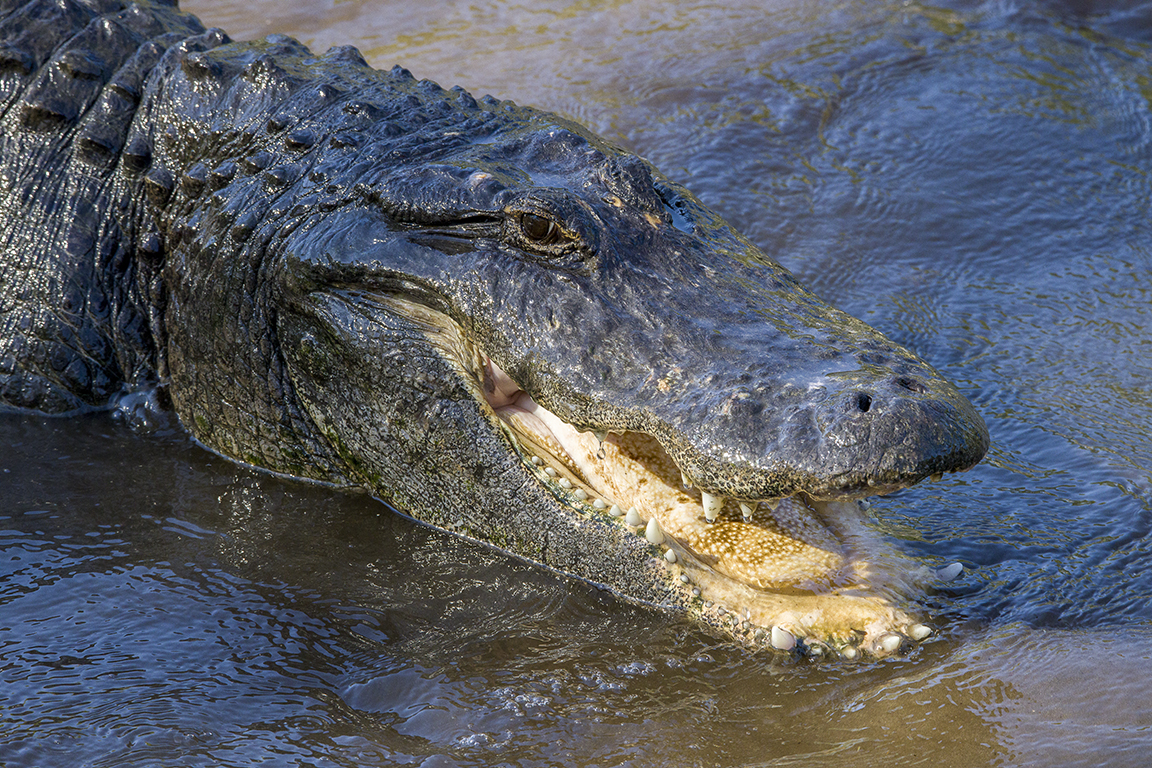 Alligators_protectors_v1_AF_4_19_400mm_076A9593