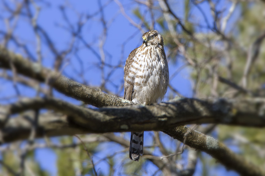 Coopers Hawk_V2_76A5343