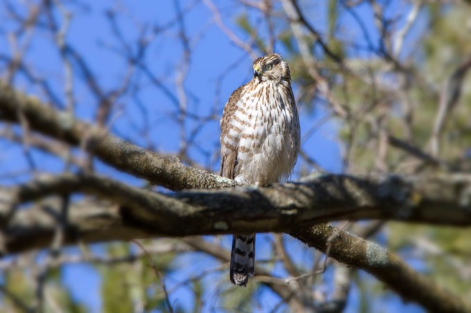 Coopers Hawk_V2_76A5343
