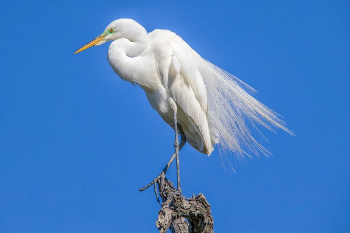 GE_Breed_Plum_V2_AF_4_19_600mm076A9645