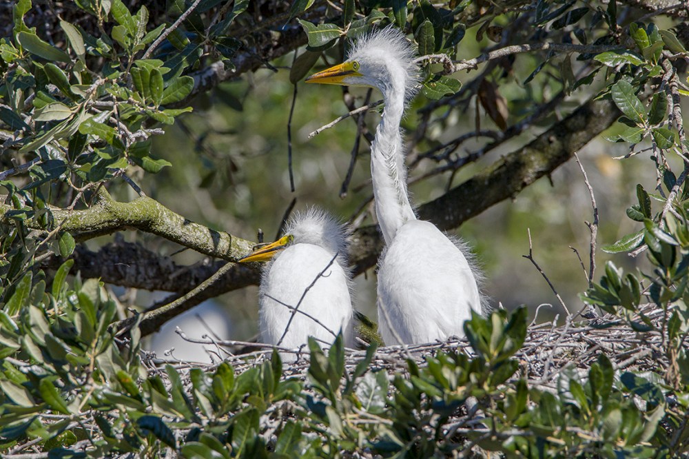 GE_Chicks_v2_AF_4_19_v1_600mm_076A9578