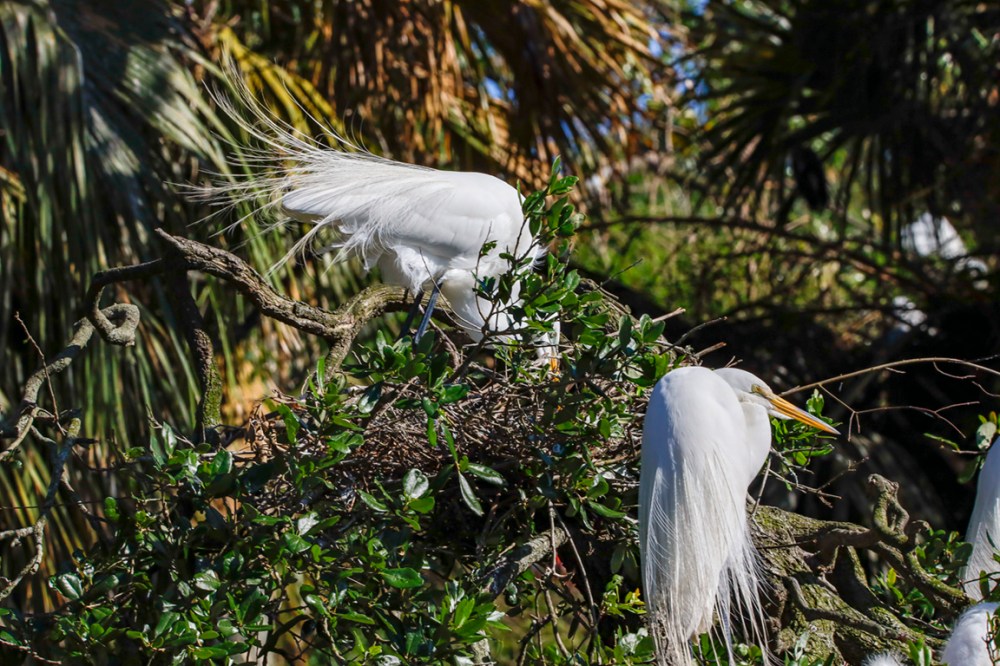 GE_in nest_329mm_76A3843