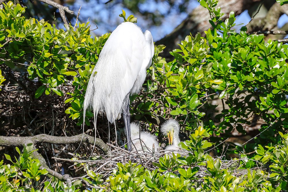 _GE_Nest_Chicks_v2_AF_600mm_76A4291