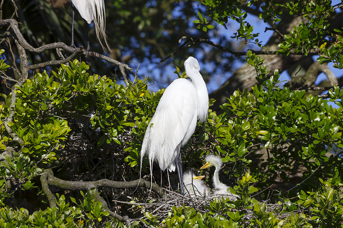 GE_Nest_w_chicks_v1_550mm_AF_76A4229