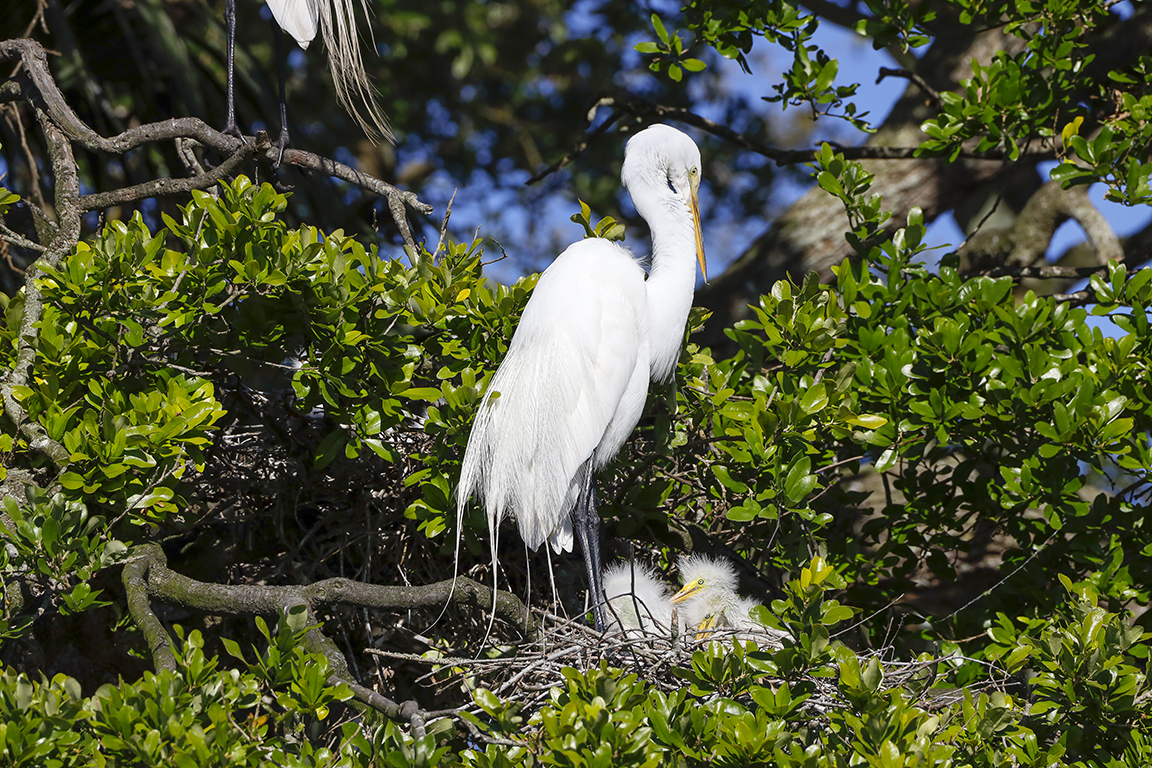 GE_Nest_w_chicks_v1_550mm_AF_76A4230