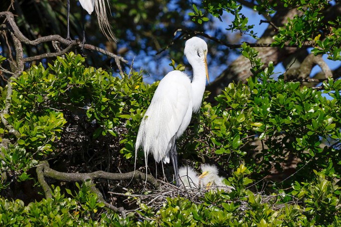 GE_Nest_w_chicks_v1_550mm_AF_76A4230