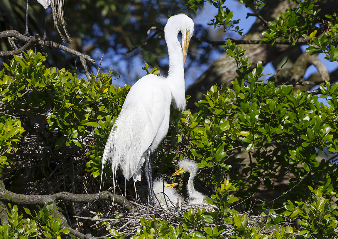 GE_Nest_w_chicks_v3_550mm_AF_use_76A4237a