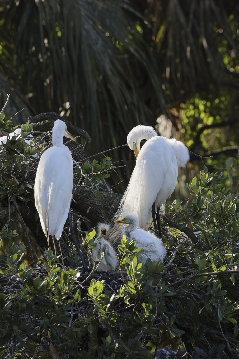 GREAT_EGRETS_NEST_CHICKS_329MM_076A0175-2