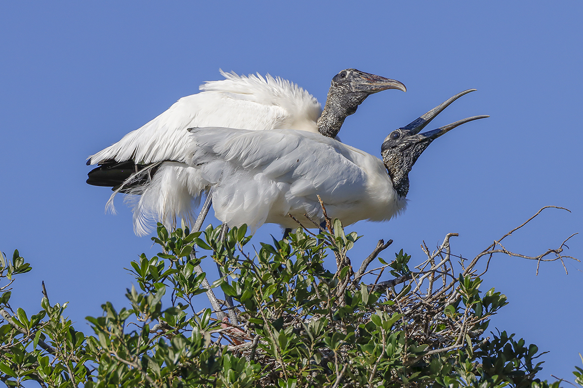 Wood_Stork_Courting_v2_76A4385