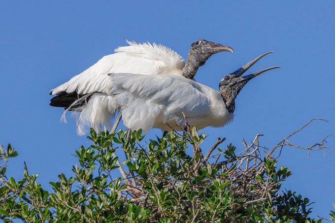 Wood_Stork_Courting_v2_76A4385